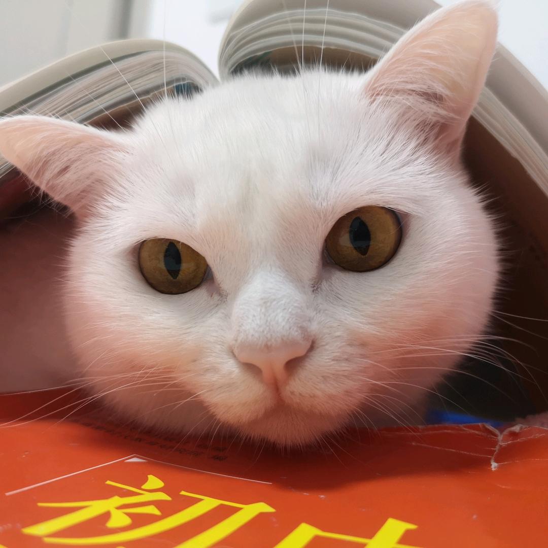 白不理