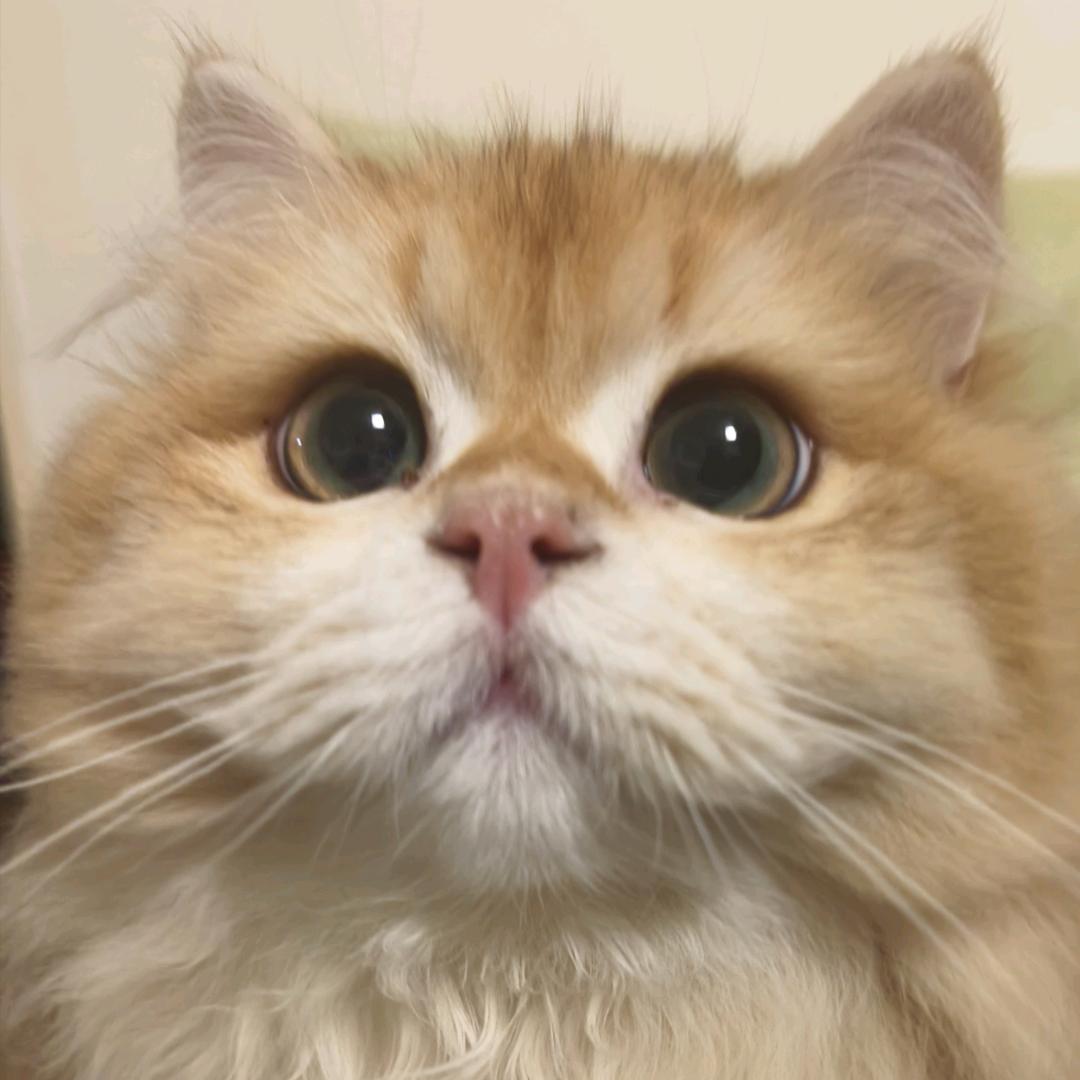 萌爪小宇宙