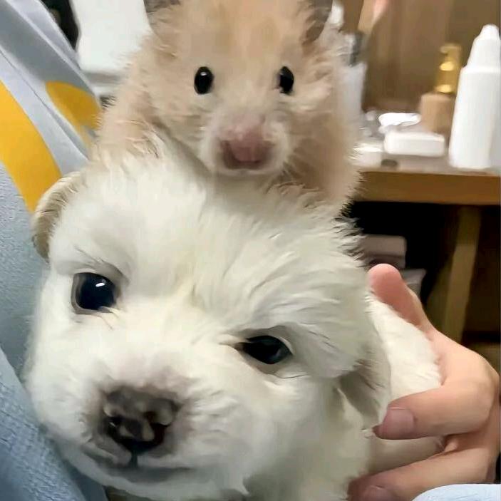 鼎冠22号助教淼淼