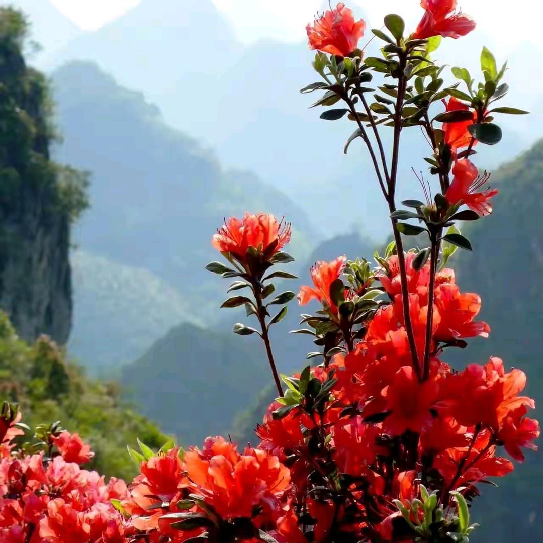 闲中读书