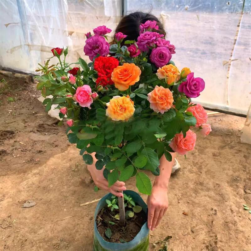 花花猪猪的世界