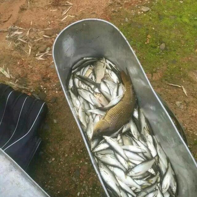 军哥钓鱼