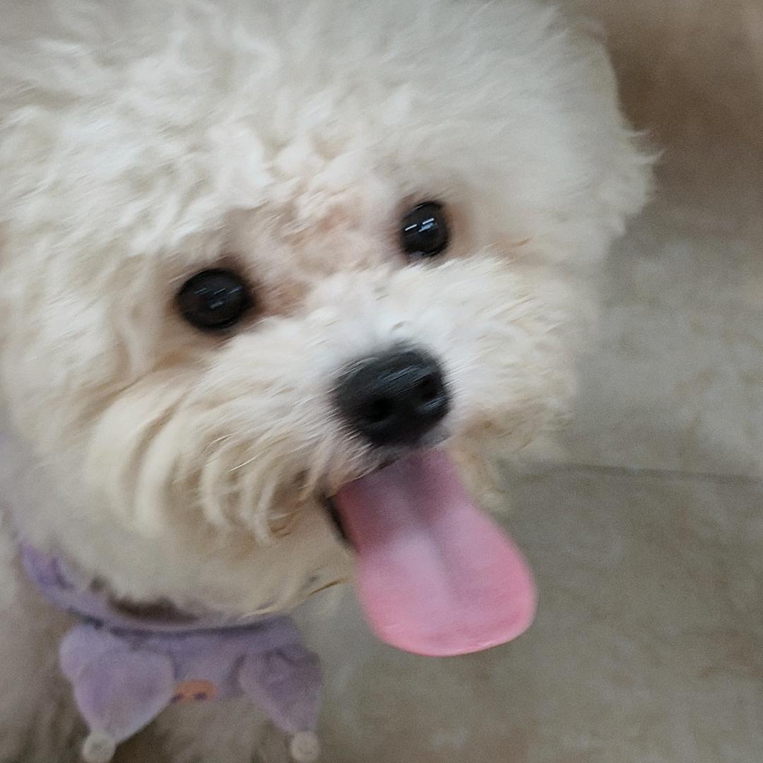 小奶狗