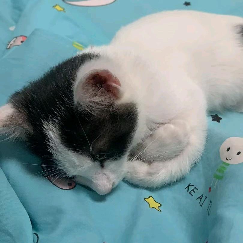 迪士尼公猪