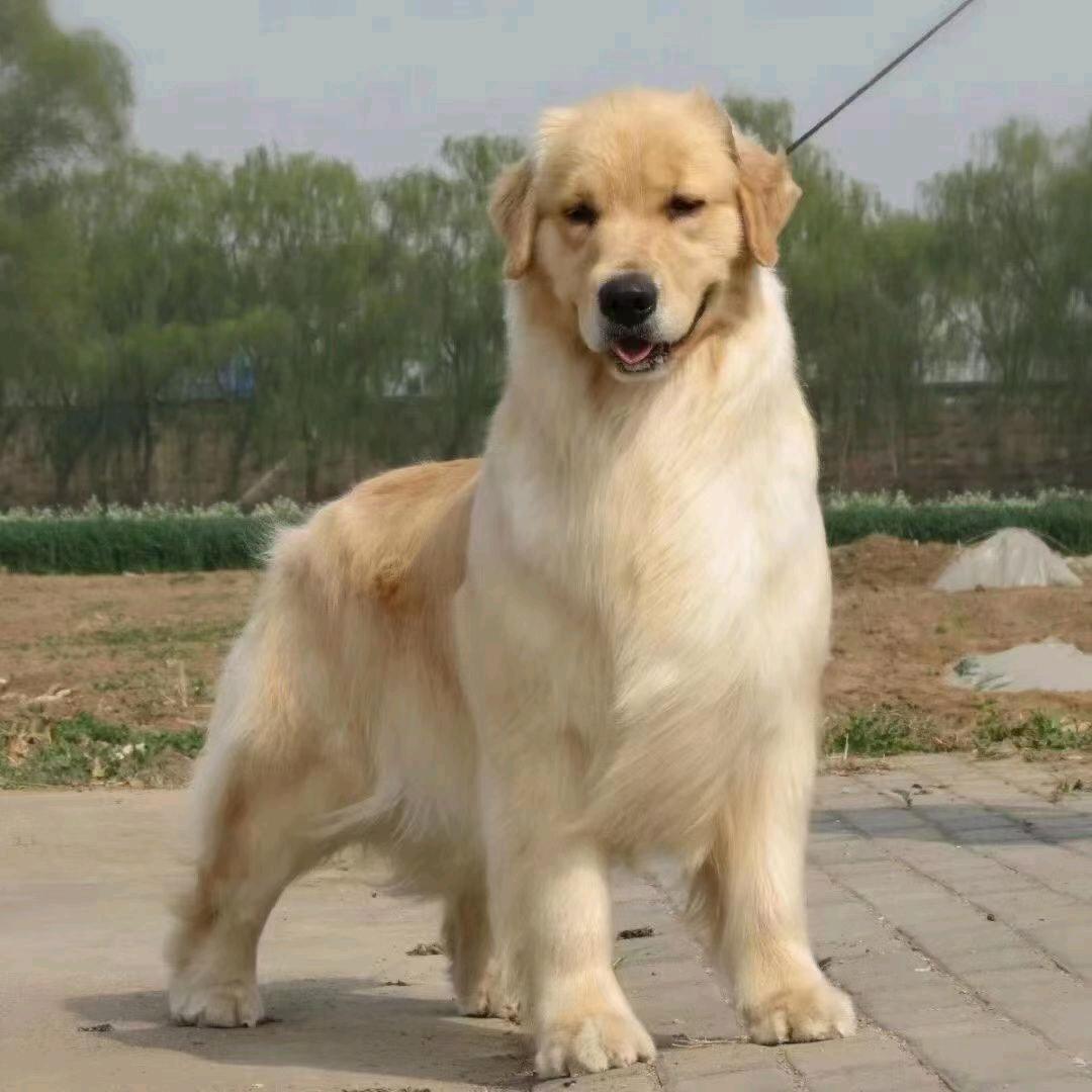一个爱玩狗的人