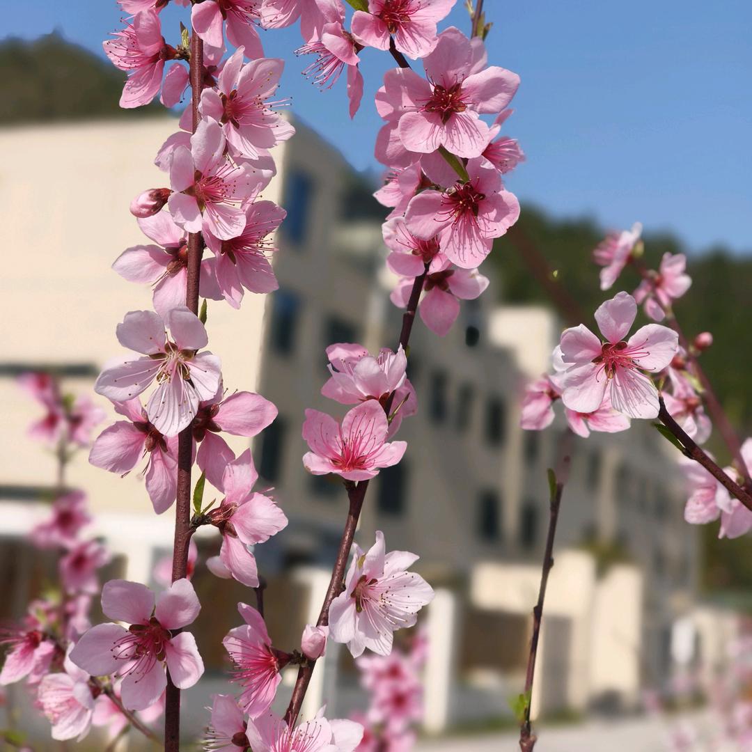 湖北天海特校