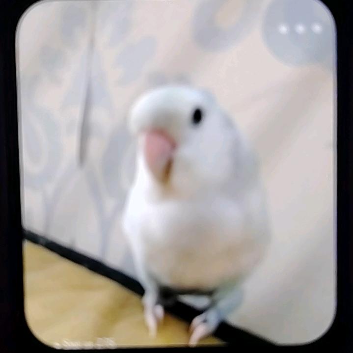 小鸡