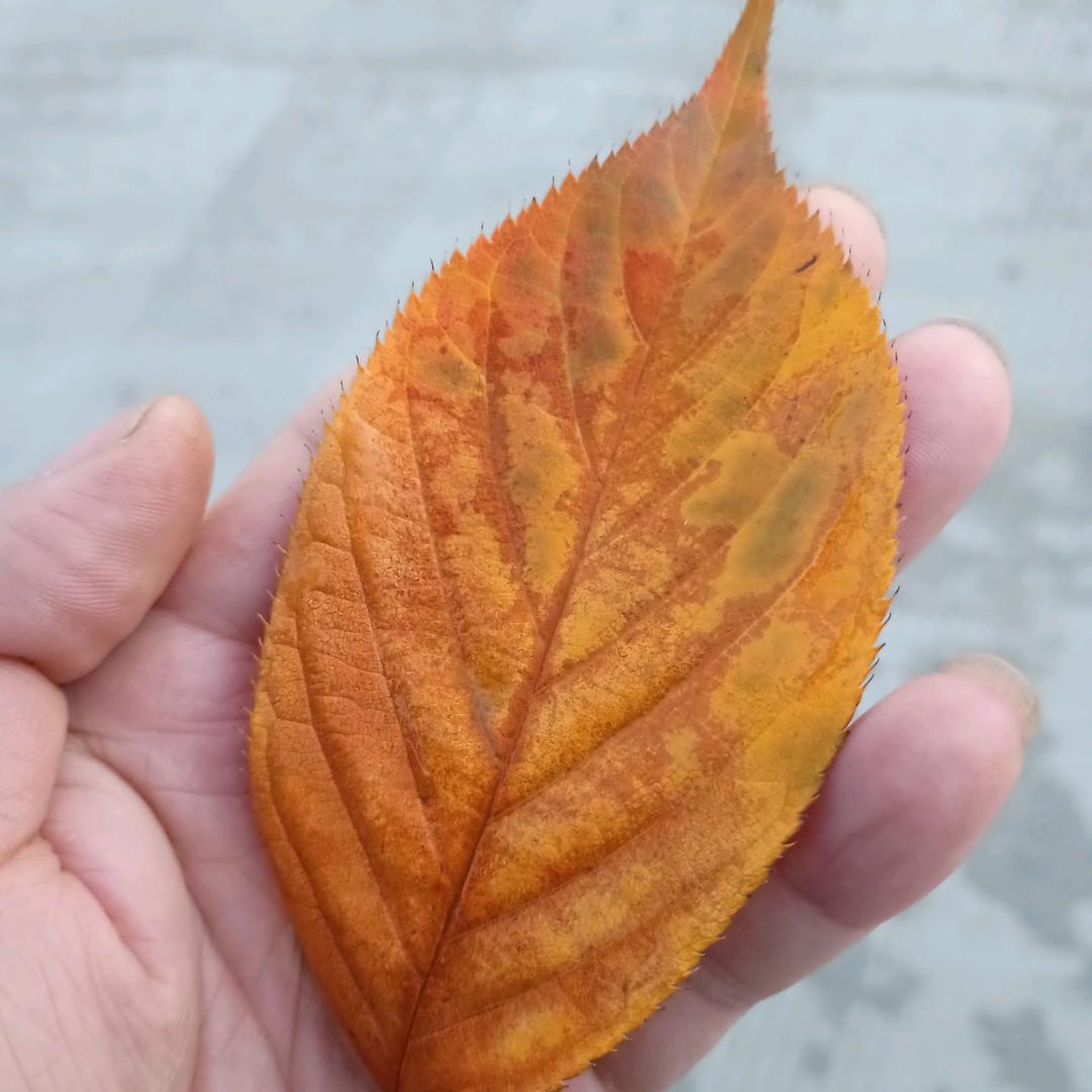 43号技师