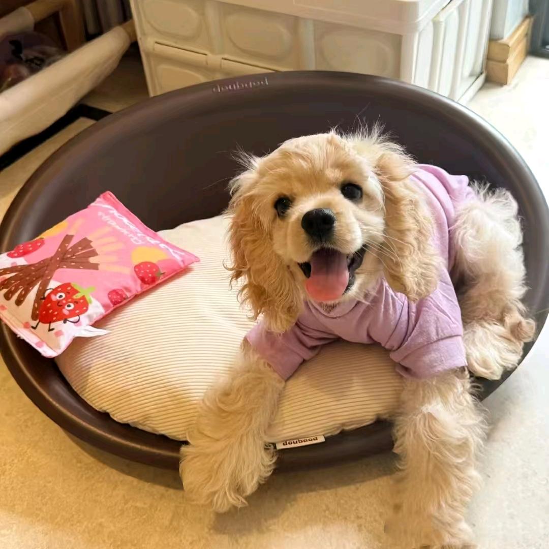 糖豆儿萌宠-美卡直播号