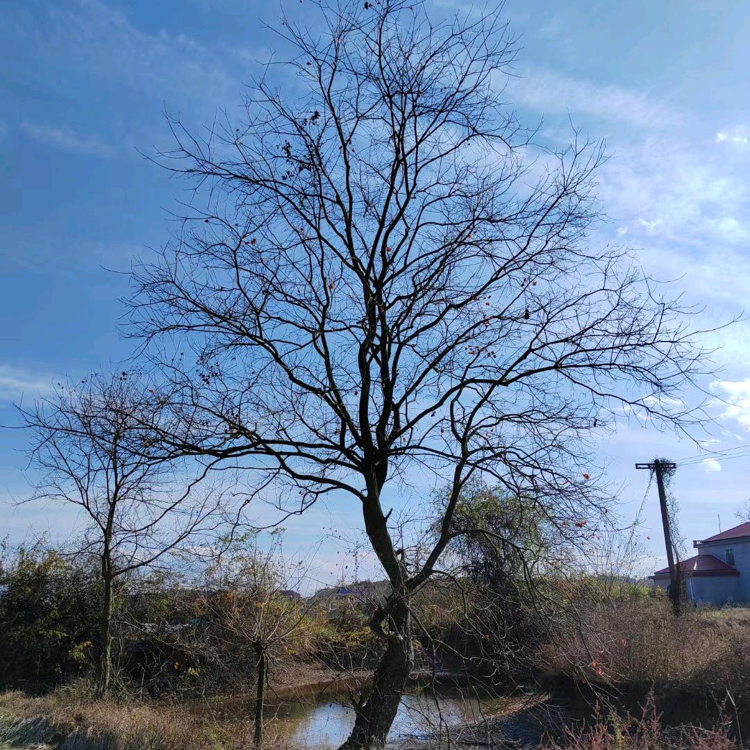 苗木人，〈波仔〉