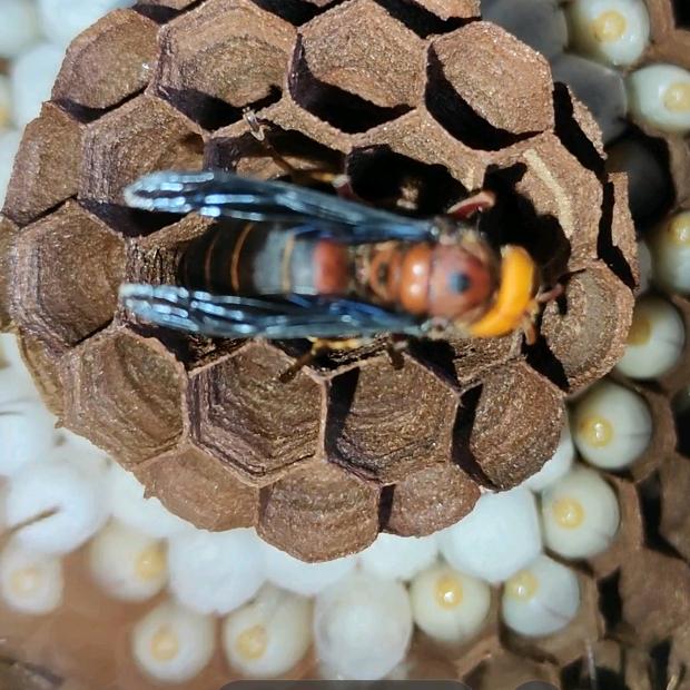 红娘 黑老汉  胡蜂