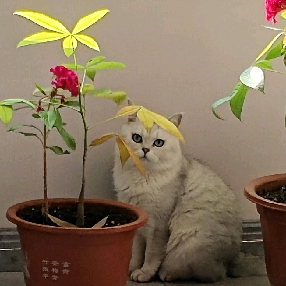 小卡拉米收40级以上未认证