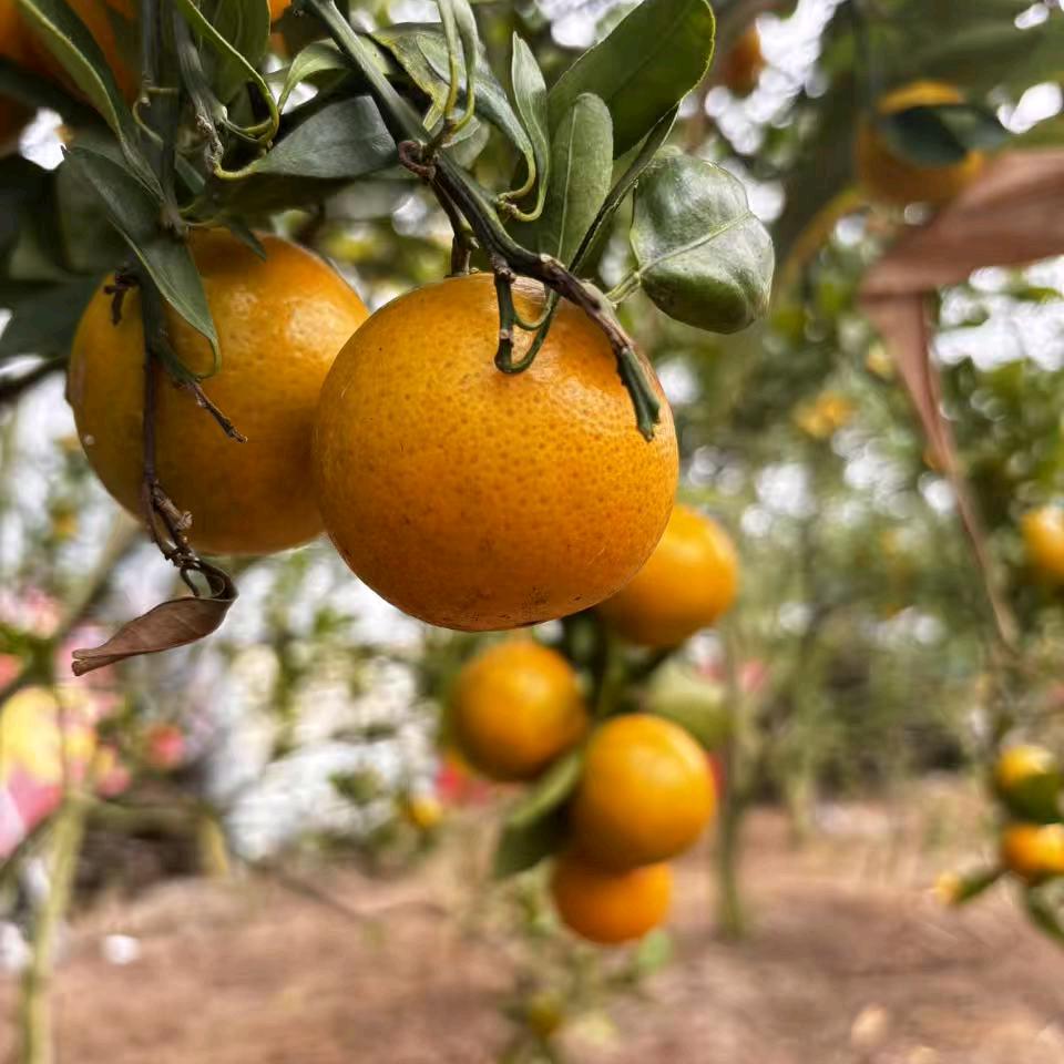 现摘新鲜水果皇帝柑