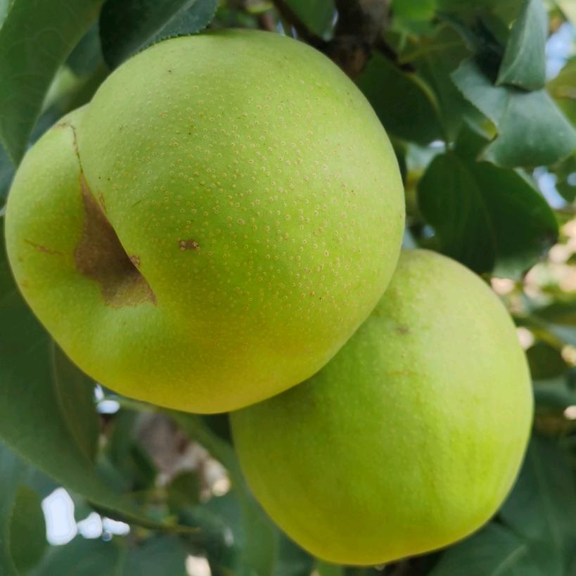 俺有李（生活号）