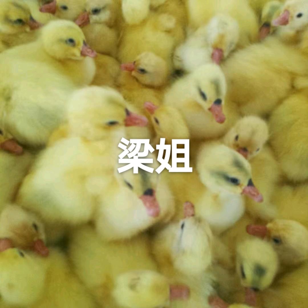 农村梁姐出售大品种鹅苗