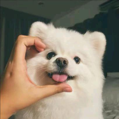 齐儿