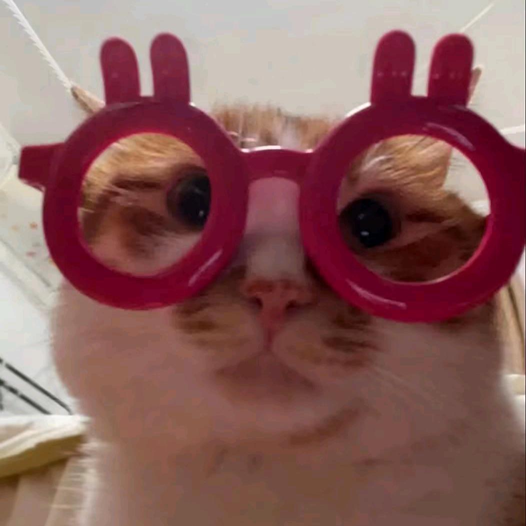 忧郁小喵咪