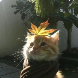 脆脆冰沙