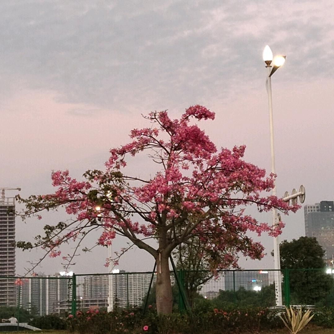习惯不曾习惯的习惯会习惯