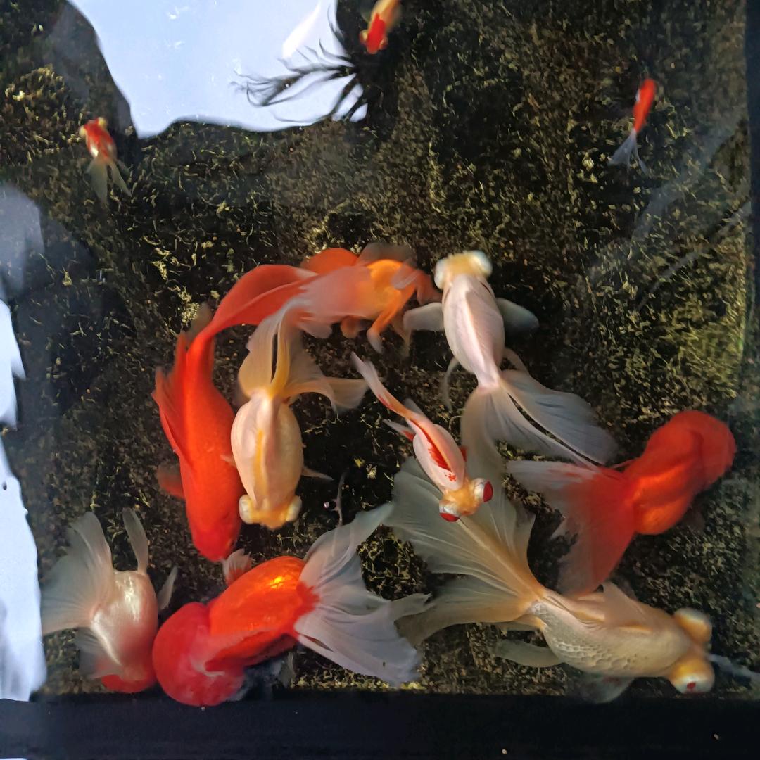 自己爱自己