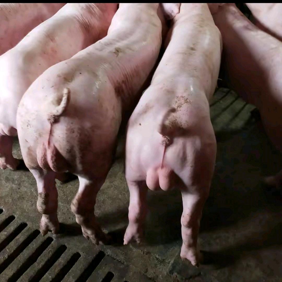 新富猪业种猪场