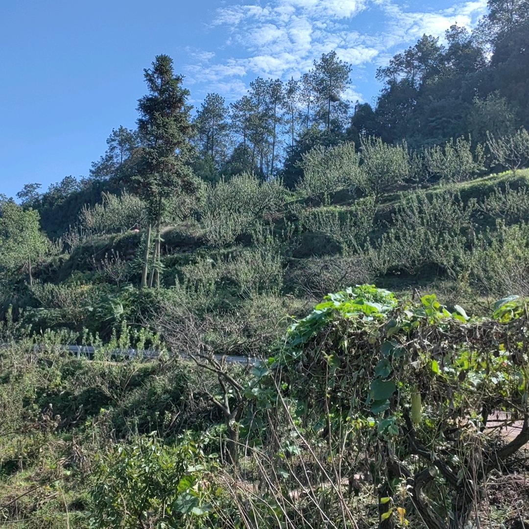 大鹏展翅九万里