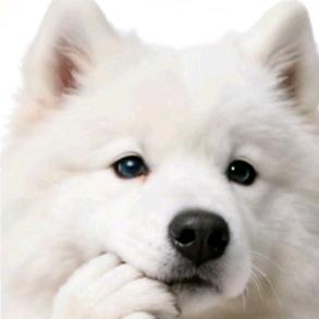 萌萌（正在拿捏驾考）