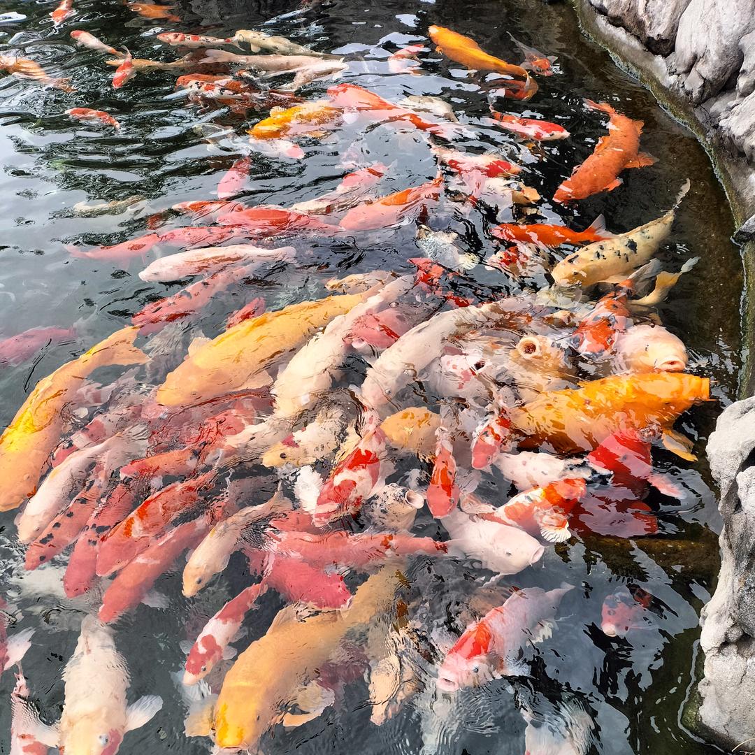 心心