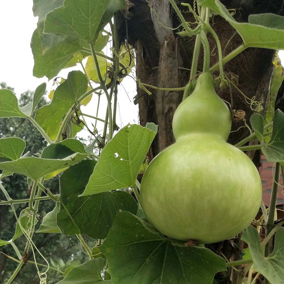 我是村里的翠花🌺