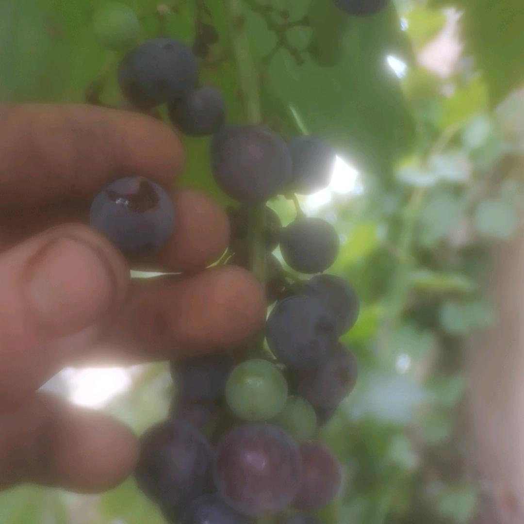 沂水风之谷绿色果园