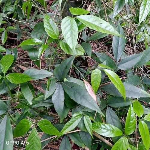 融辰农业种植