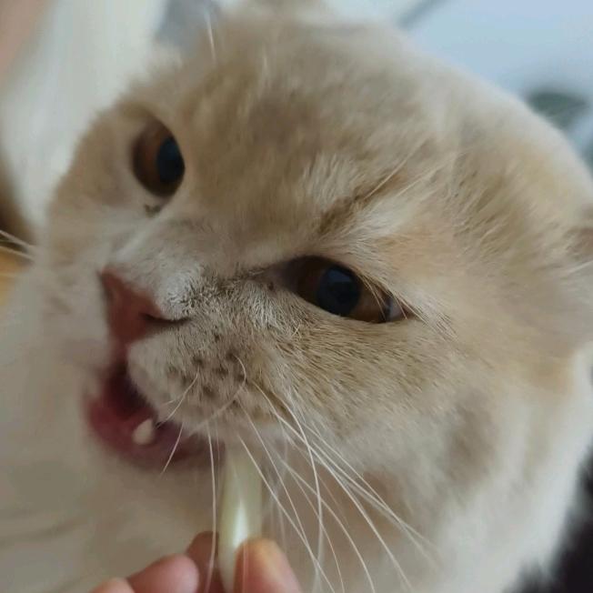 贪吃的长毛🌸