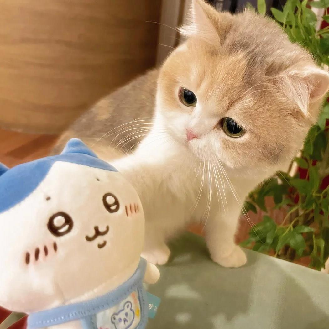 倾城亦清欢头像