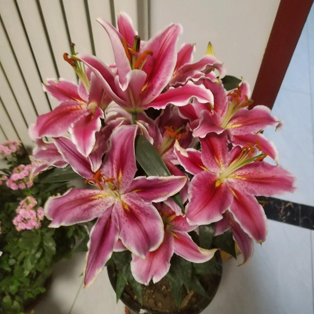 美美哒