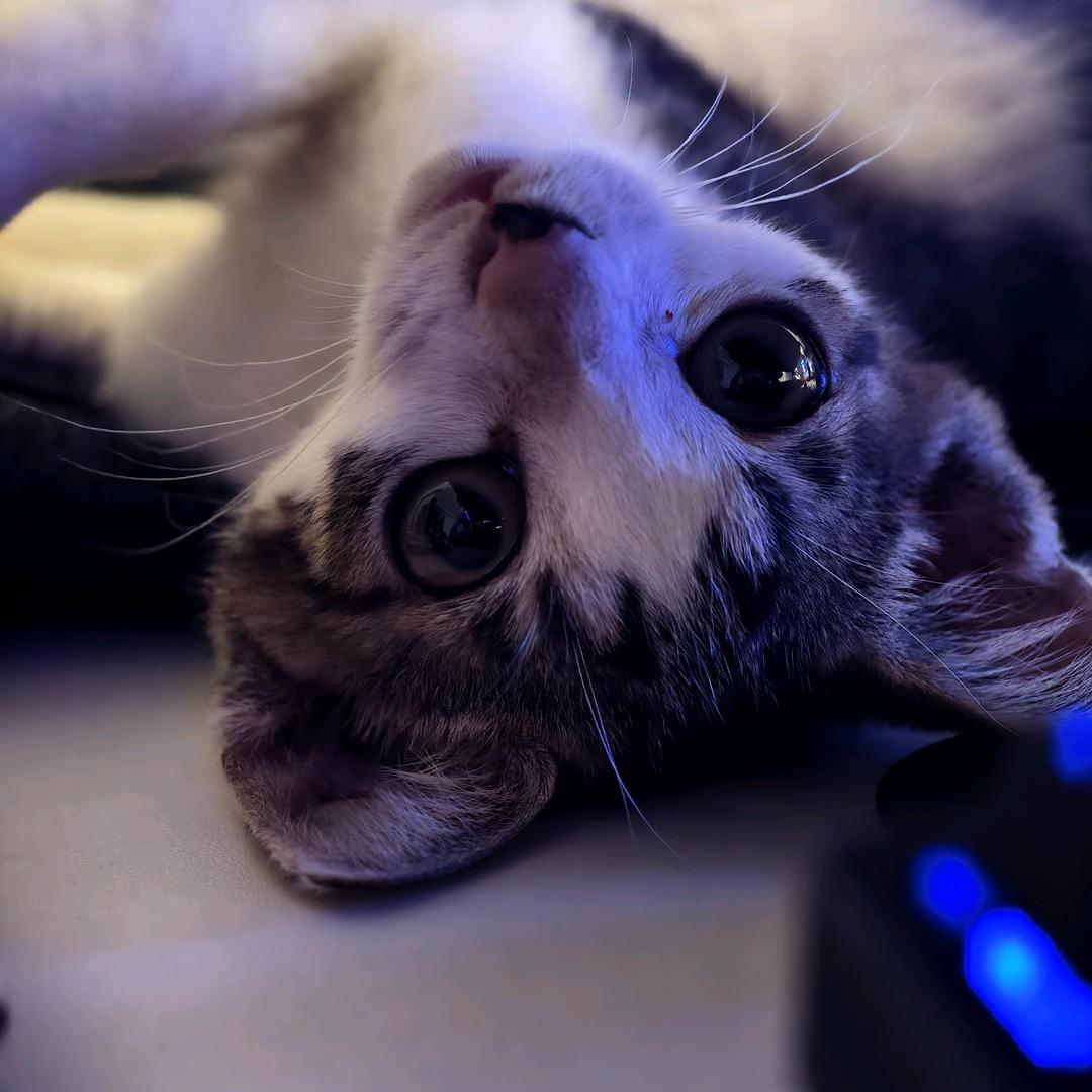 会功夫的三角猫