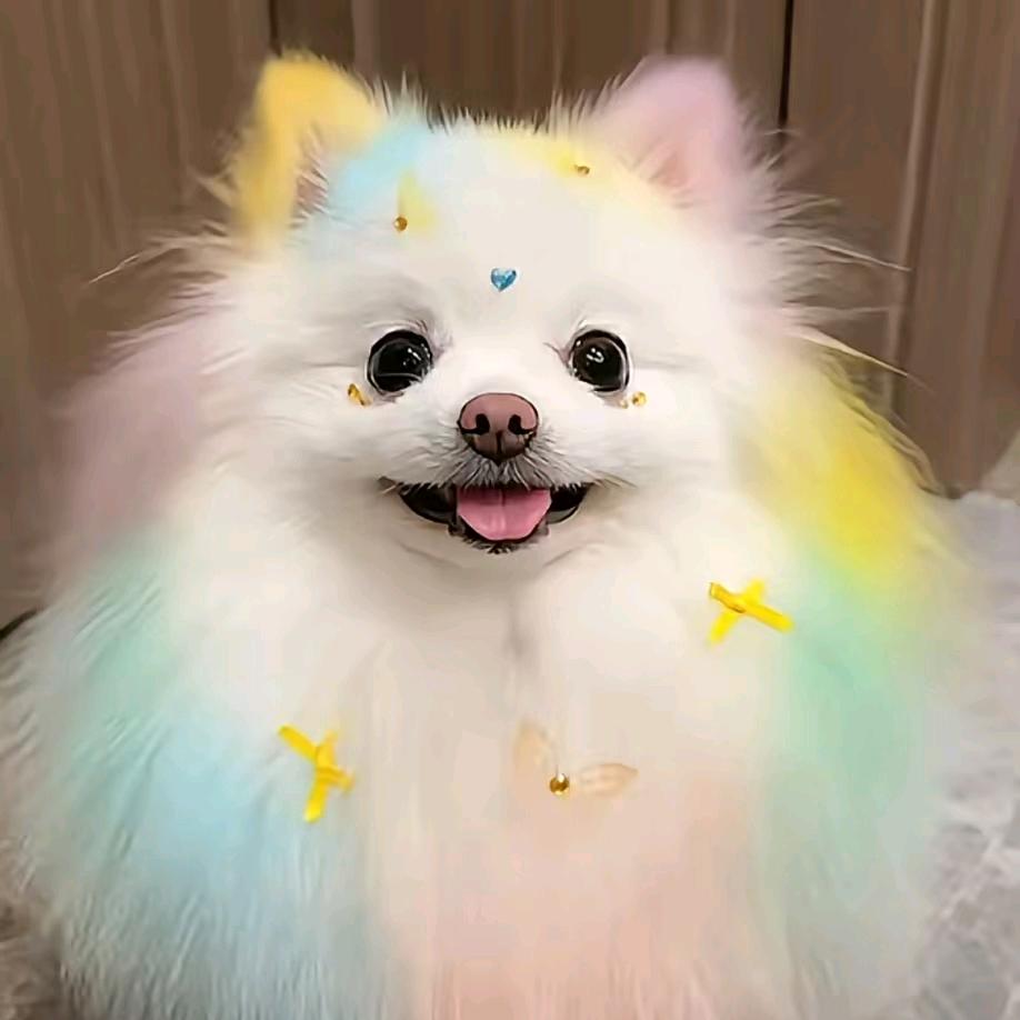 小狗狗🐾