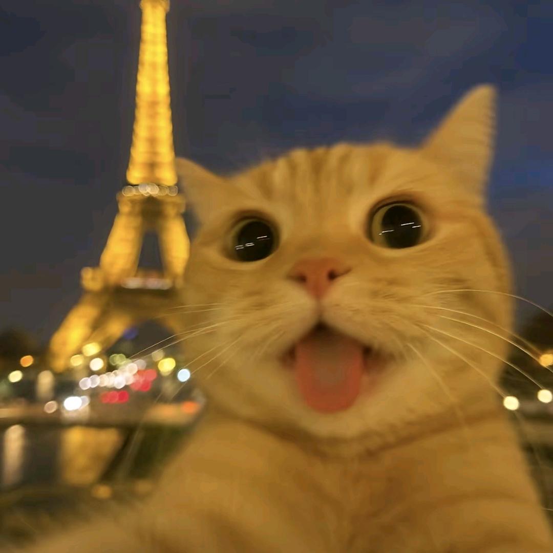 有点呆呆的二营长