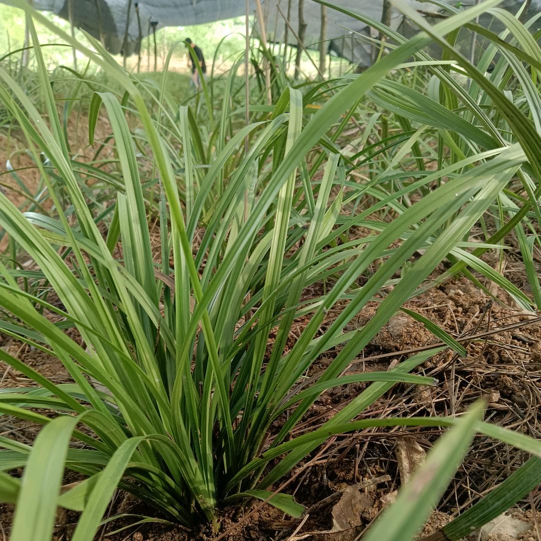 玲姐花惠优品铺