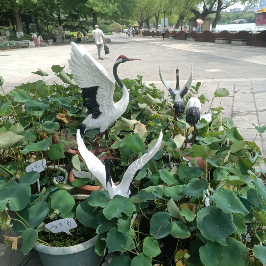 嗨说你的还看