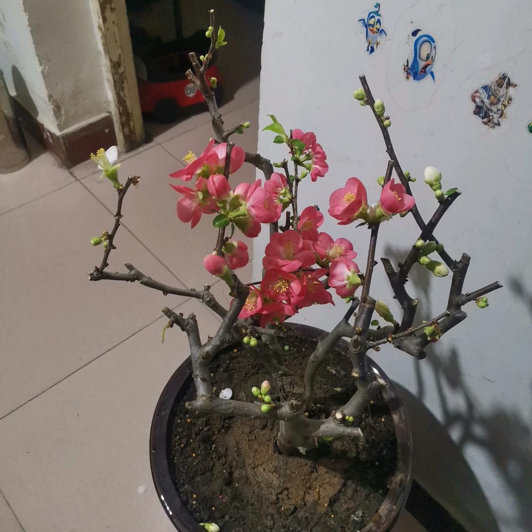 猫司机吃鸡（收徒）