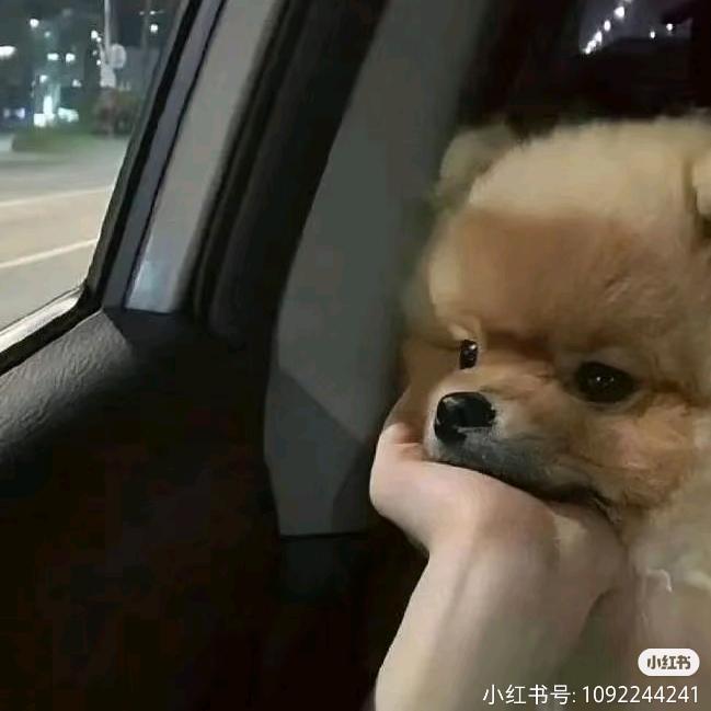 愿月亮睡得愉快