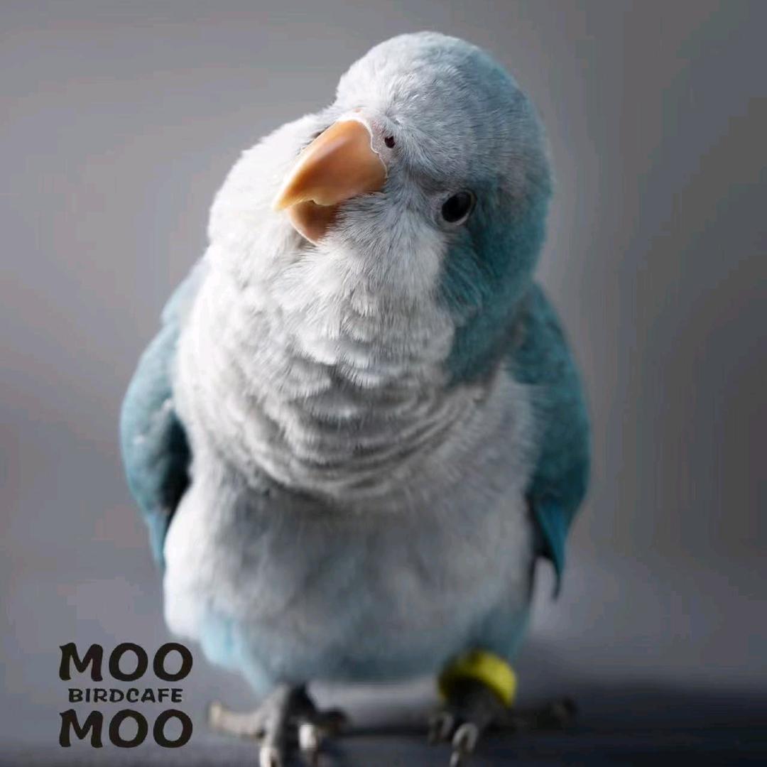 一梦五年（养鸟版）