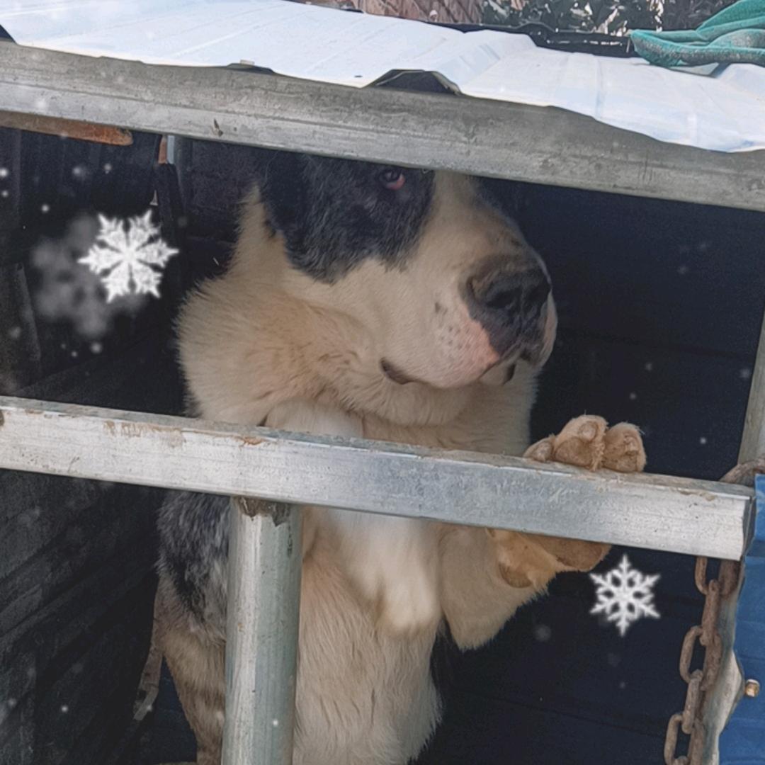 苏c中亚猛犬^0^