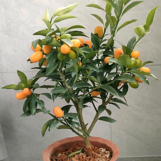 小女人，无忧广爵舞开心队