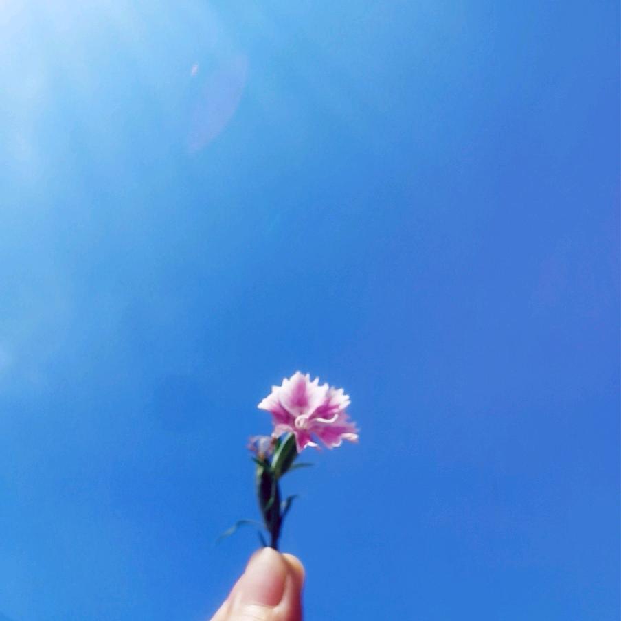 🌾花自向阳开🌻