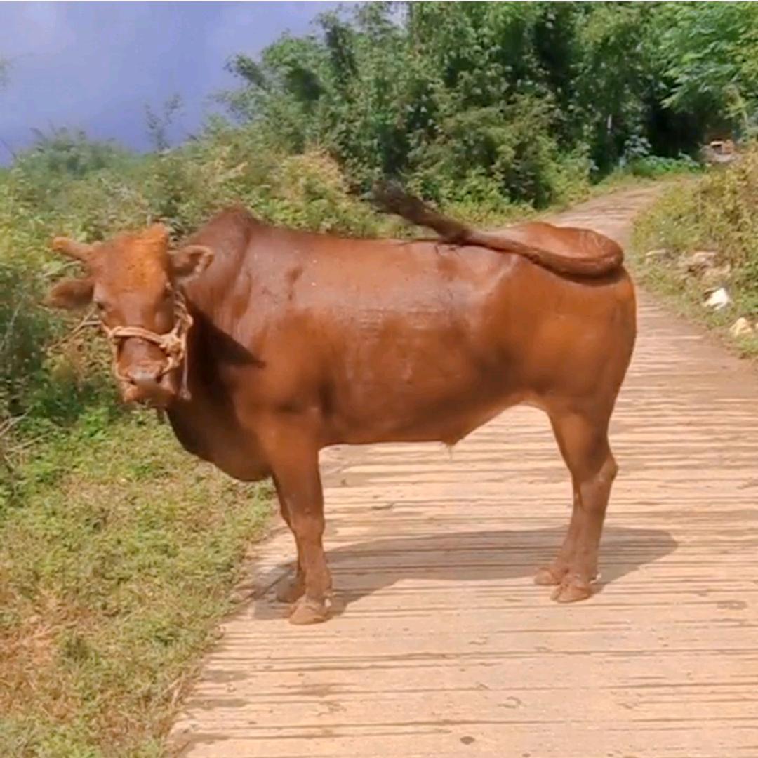 杨松