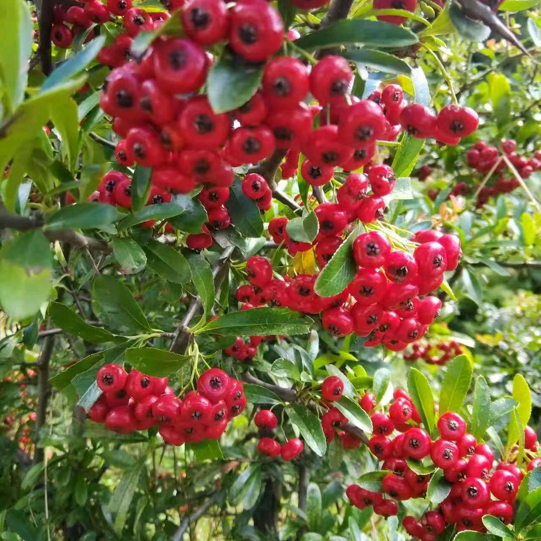 花卉绿植（土特产）
