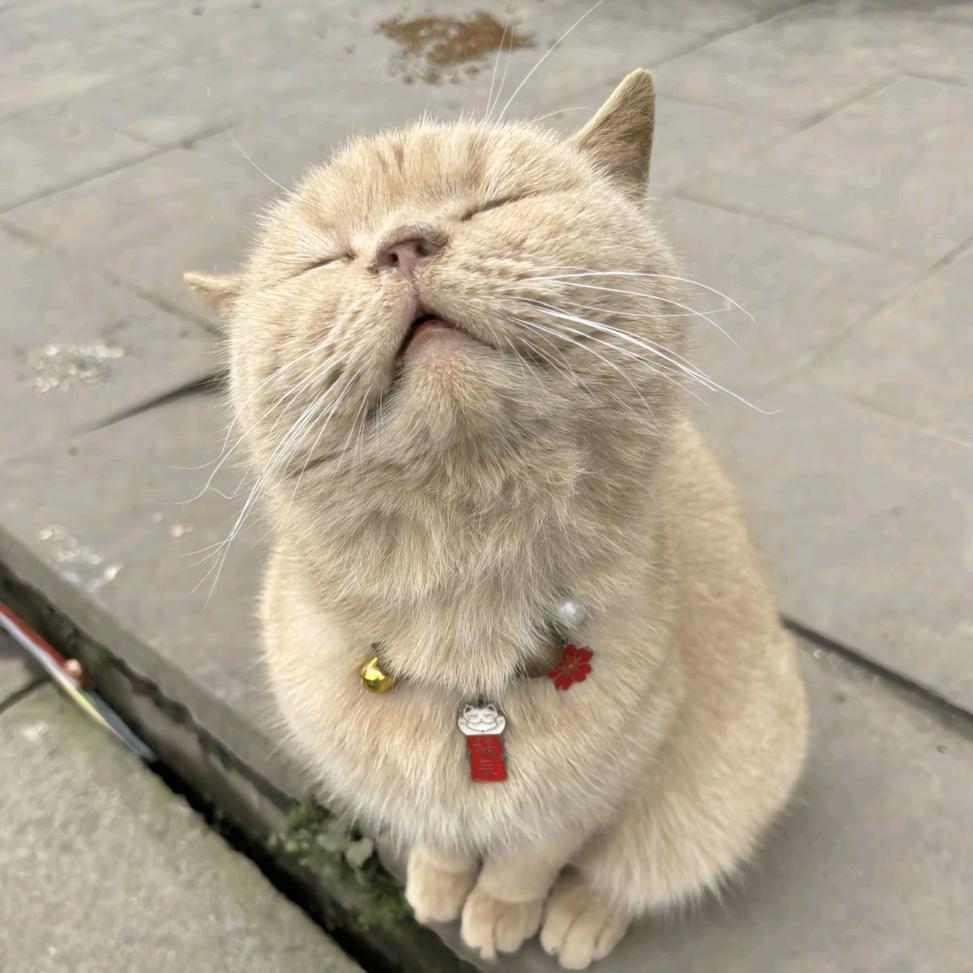 小小迪迦.