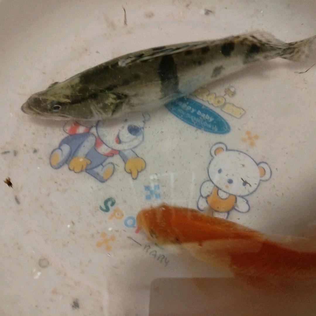 有缘人🐟🐟🐟🐟