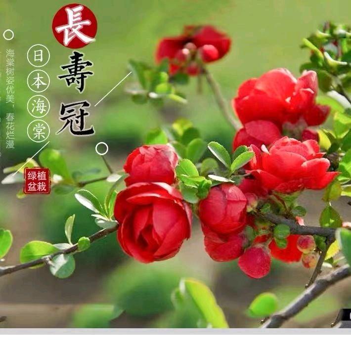舒欣园艺